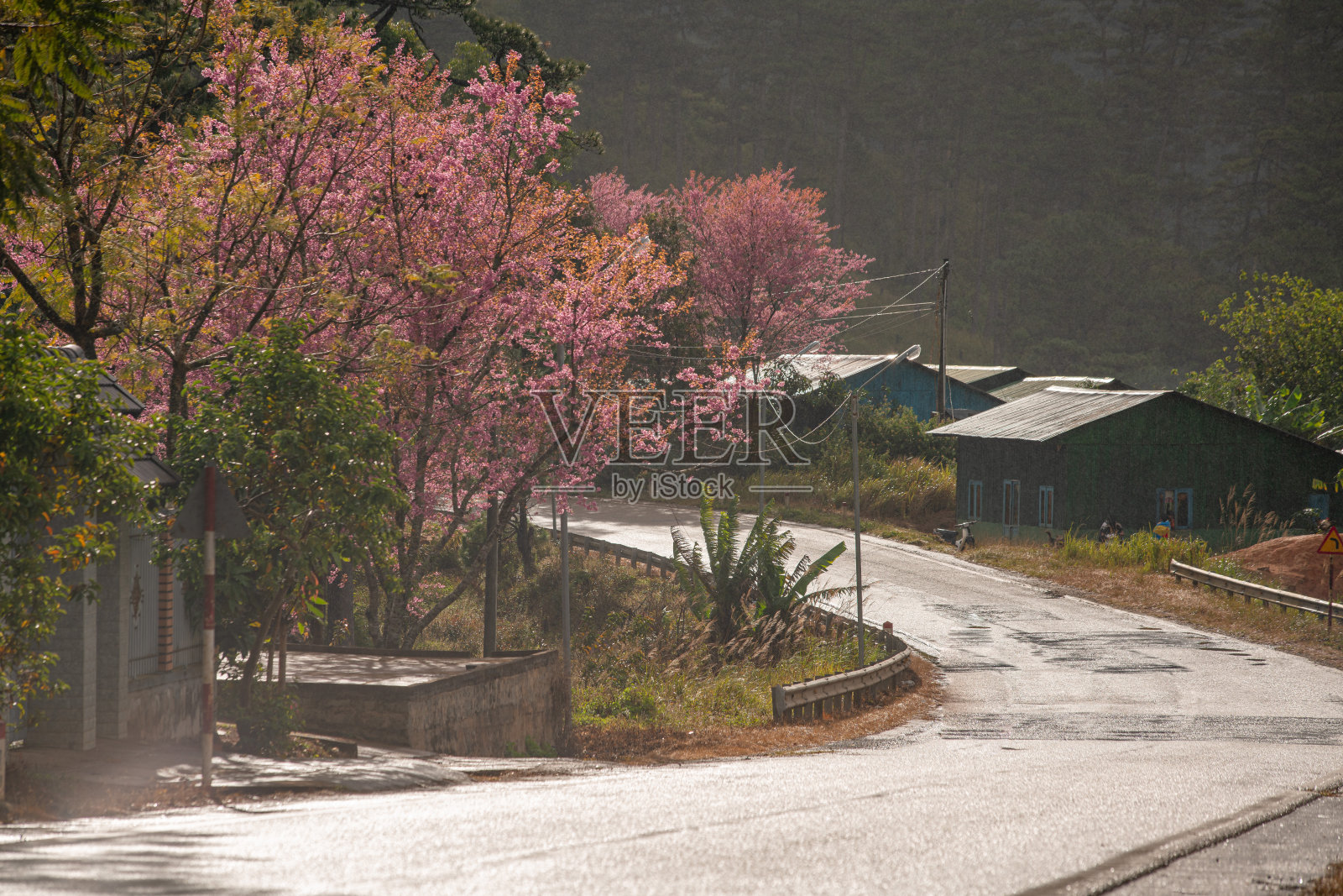 Klong klanh的樱花照片摄影图片