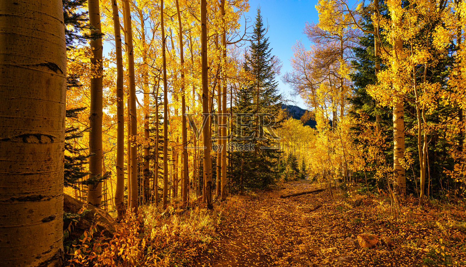杨树,风景秀丽照片摄影图片