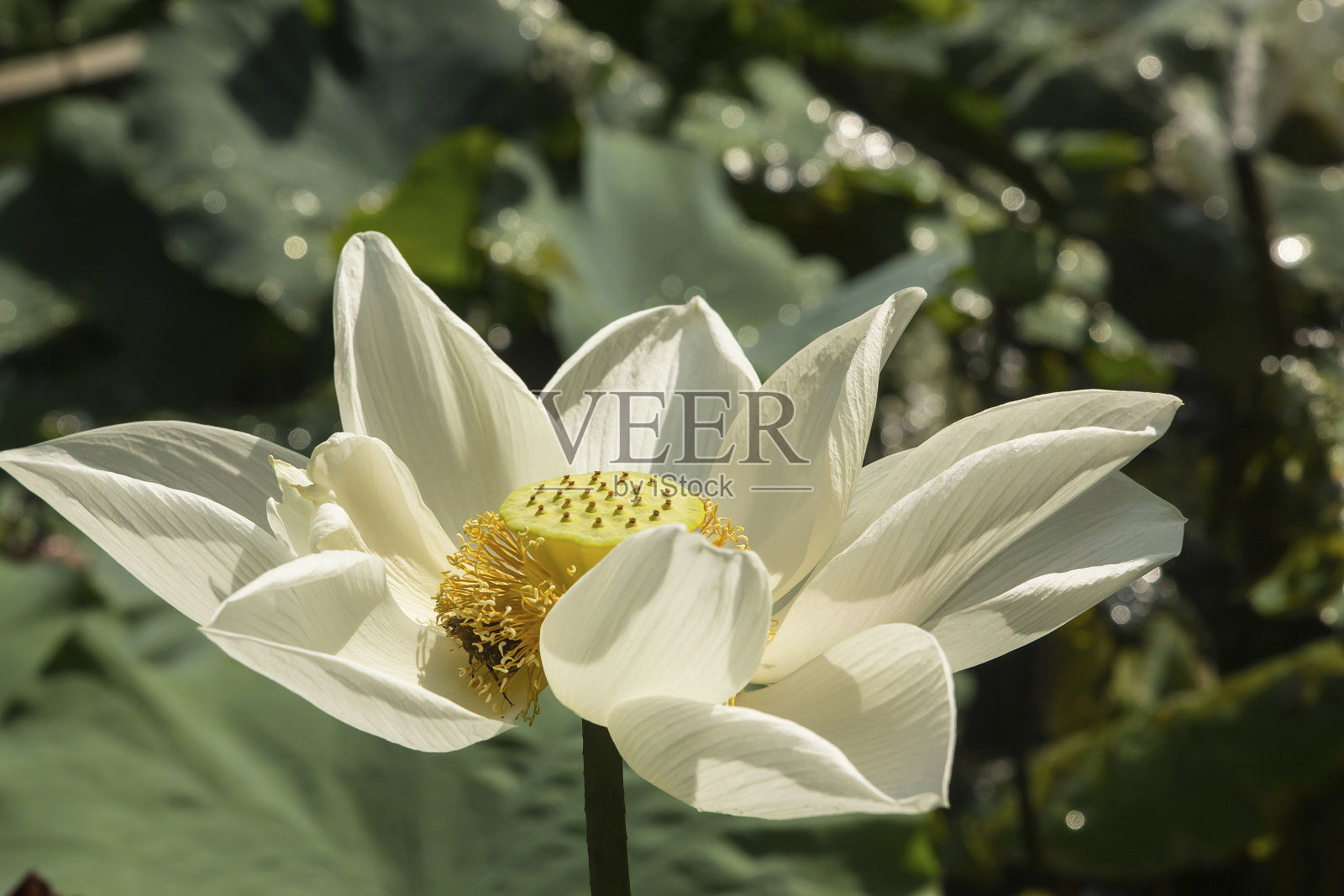 白莲照片摄影图片