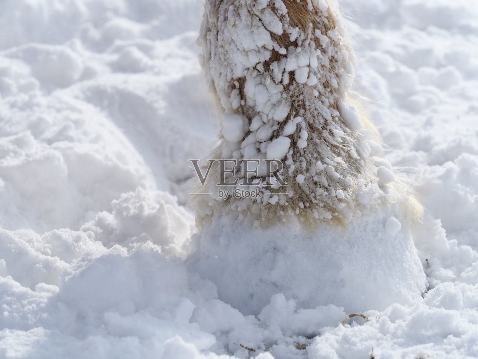 雪中马蹄的特写。照片摄影图片