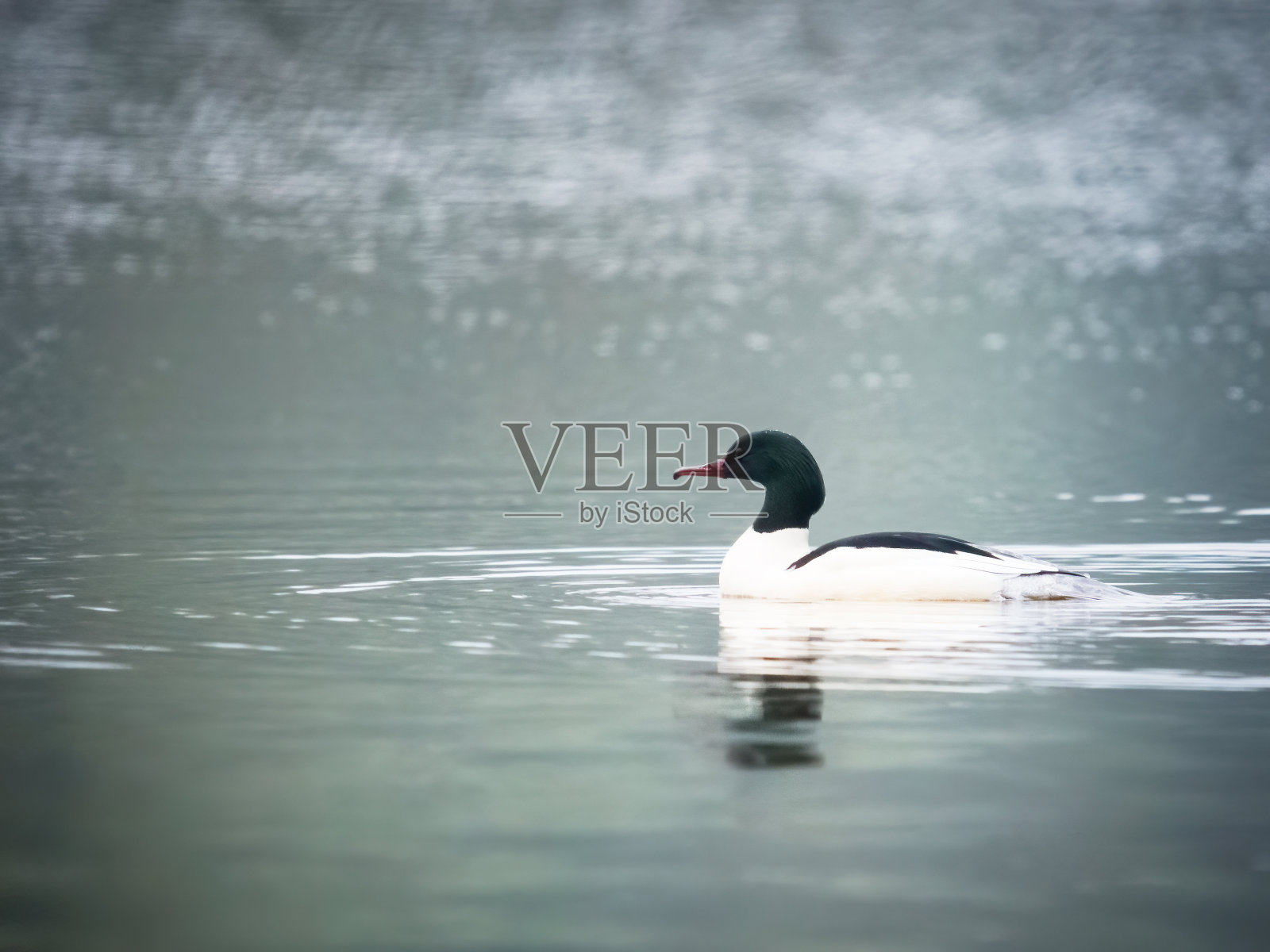 鹅在湖上照片摄影图片