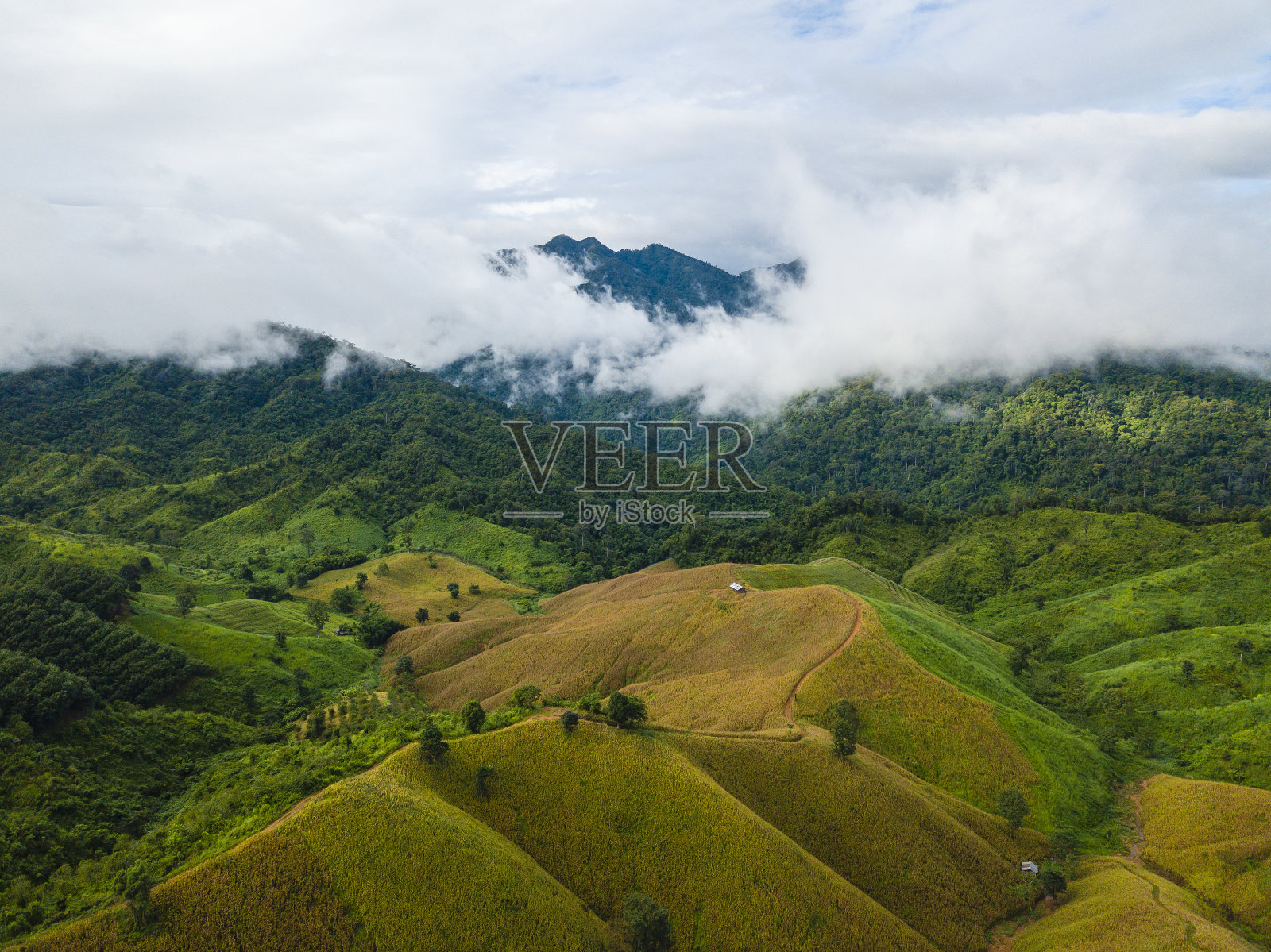 山景与黄色的玉米地和低云照片摄影图片
