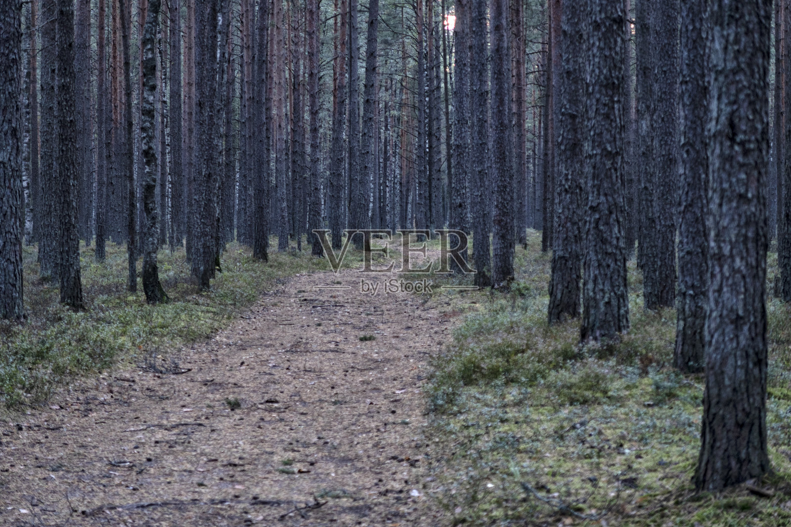 美丽的夏季森林景观,田野和天空。照片摄影图片