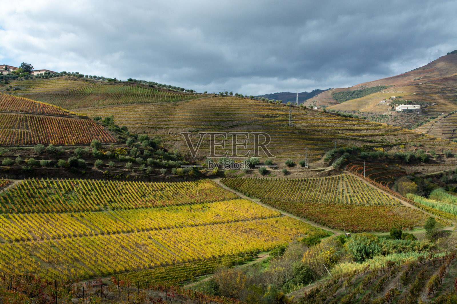 葡萄牙杜罗河世界最古老的葡萄酒产区多彩的秋景,梯田葡萄园上生长着不同品种的葡萄,生产红、白、波特酒。照片摄影图片