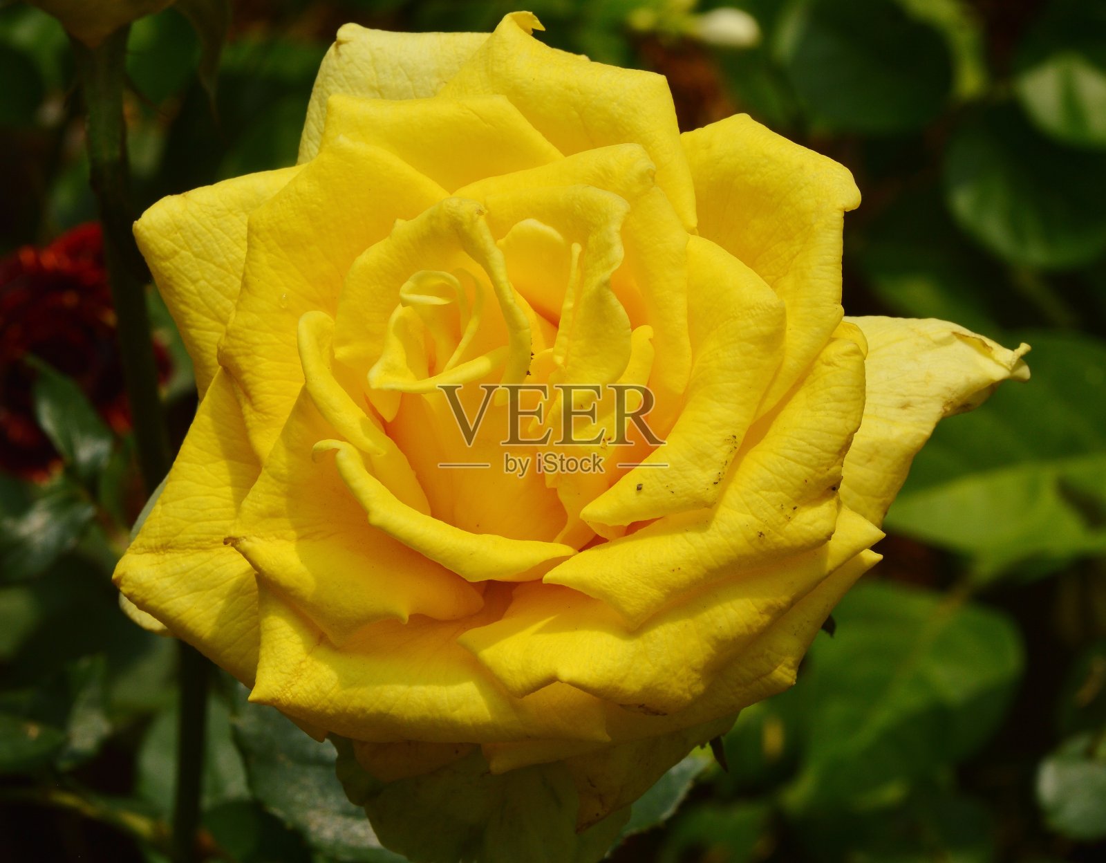 黄玫瑰照片摄影图片