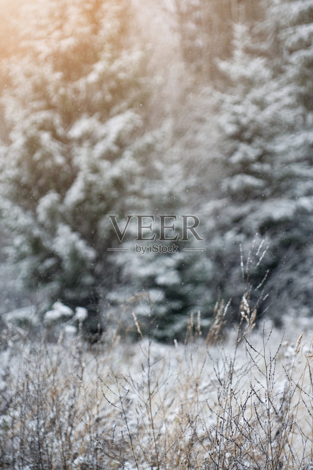 冬季森林照片摄影图片