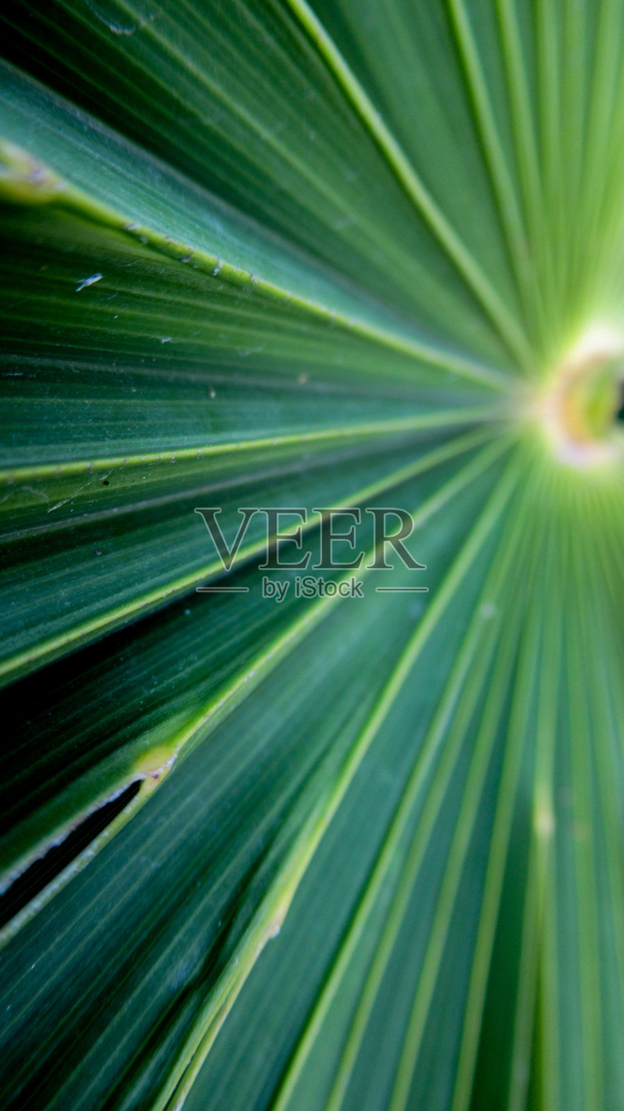 近距离拍摄热带花园中的棕榈叶、树枝照片摄影图片