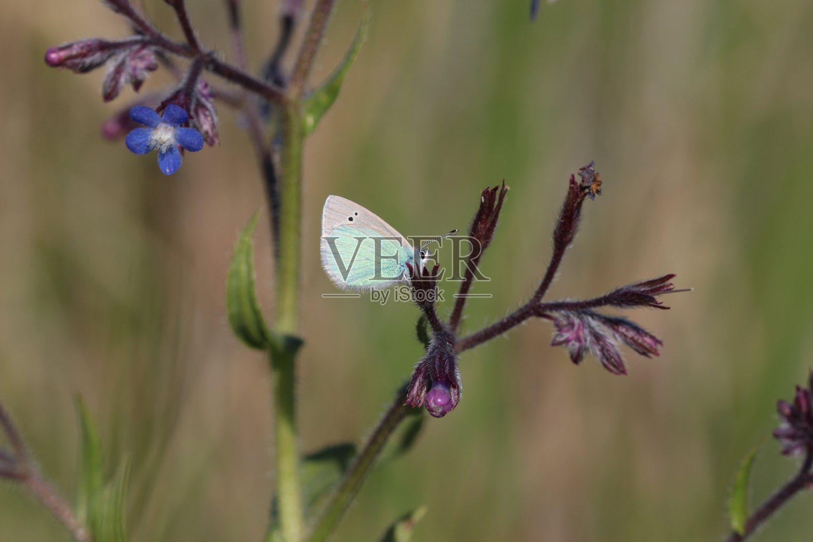自然色彩的姿态Glaucopsyche alexis蝴蝶在自然生活照片摄影图片