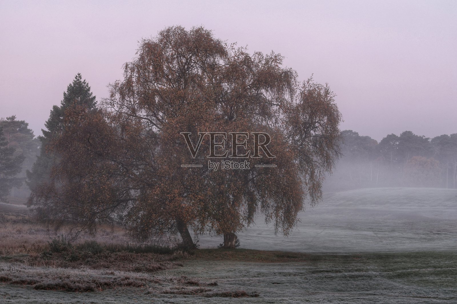 雾中的树照片摄影图片