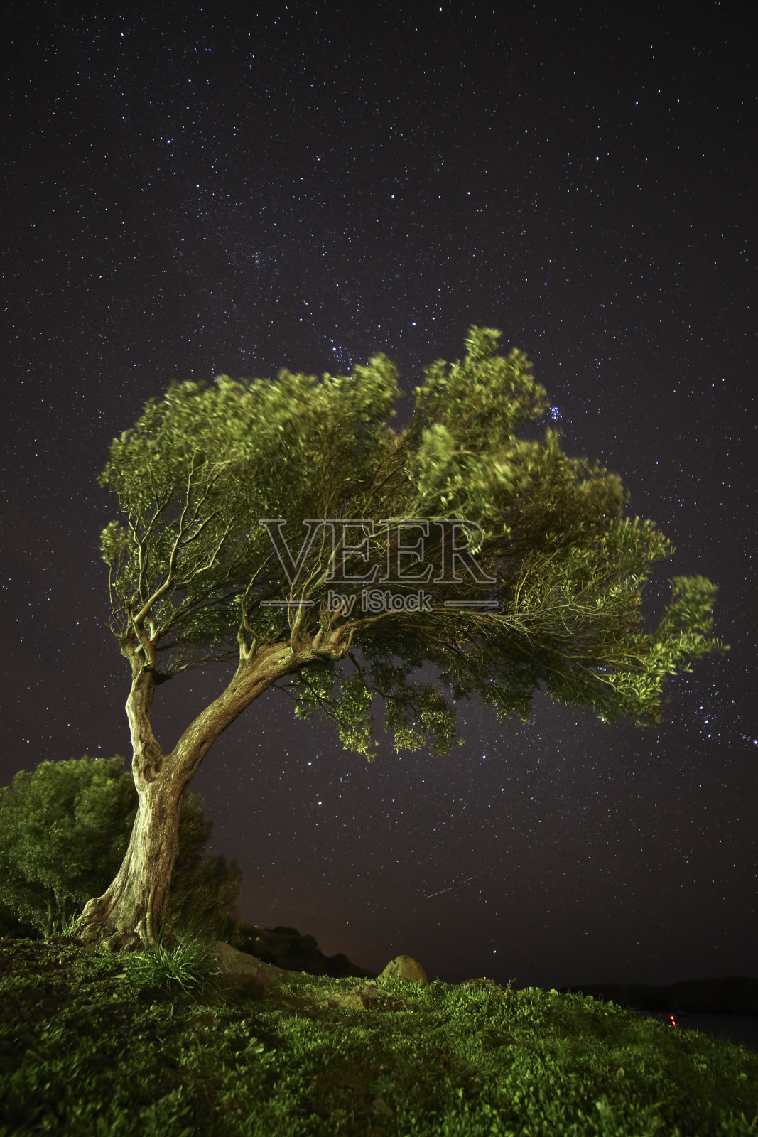 星空下的橄榄。布拉巴。科斯塔布拉瓦照片摄影图片