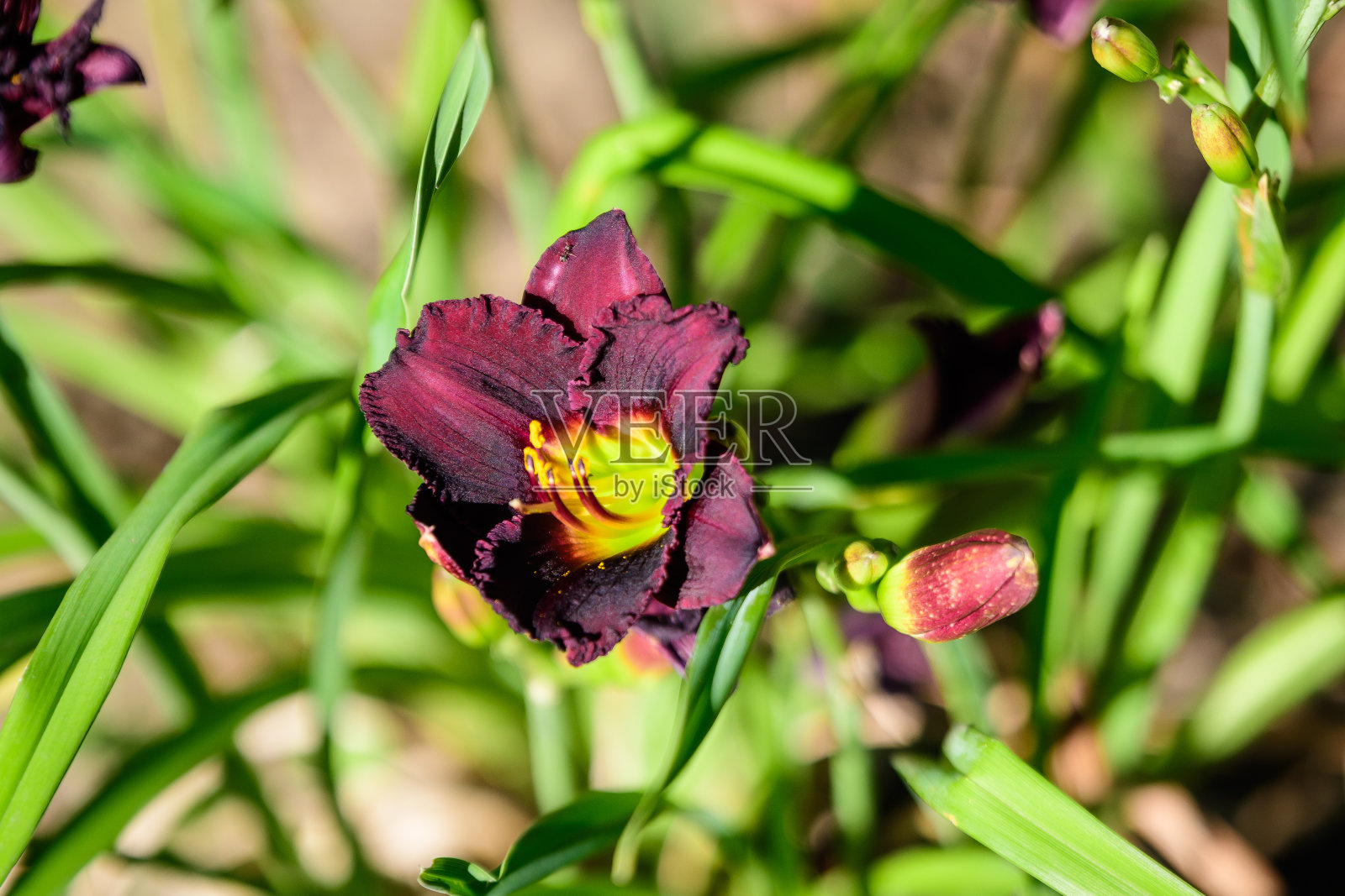 在夏季花园的水面上,一朵娇嫩的暗红色黄花菜盛开,用柔焦拍摄美丽的户外花卉背景照片摄影图片