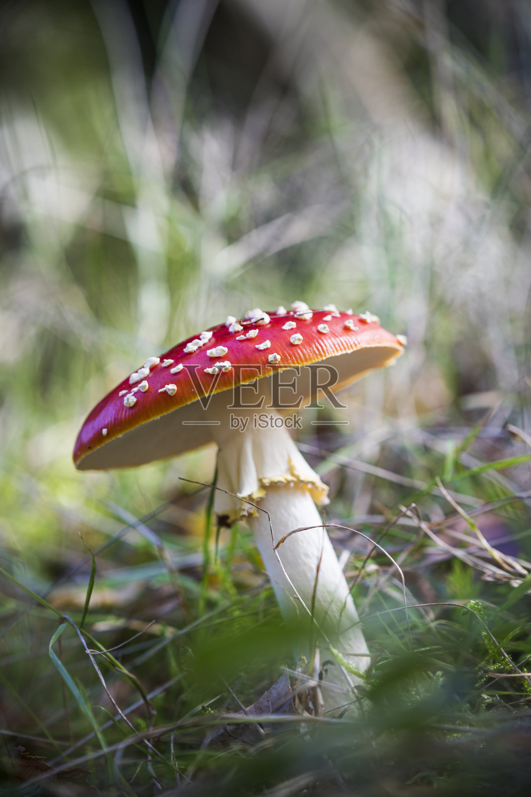 飞木耳秋天蘑菇生长在林地照片摄影图片