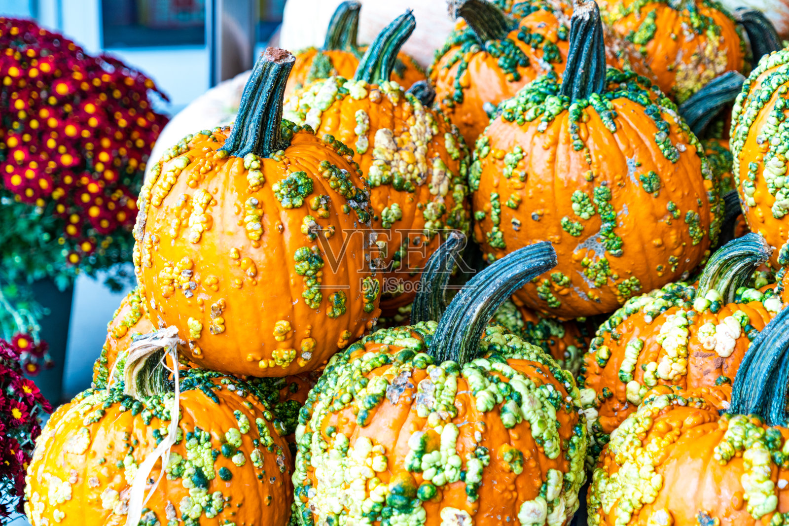 万圣节南瓜照片摄影图片