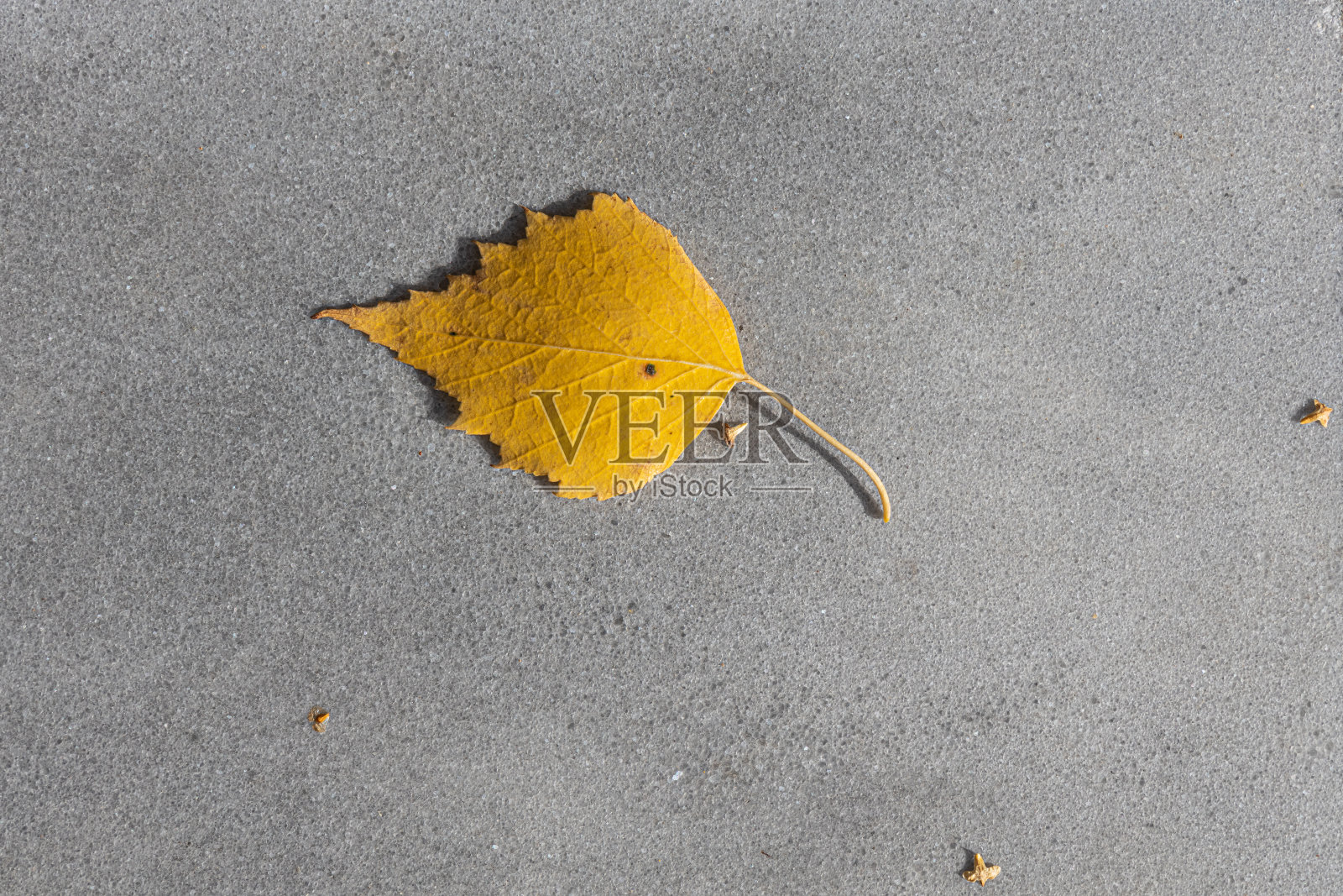 灰色大理石纹理的小路上有一片白桦树的黄叶和种子在秋天的公园里照片摄影图片