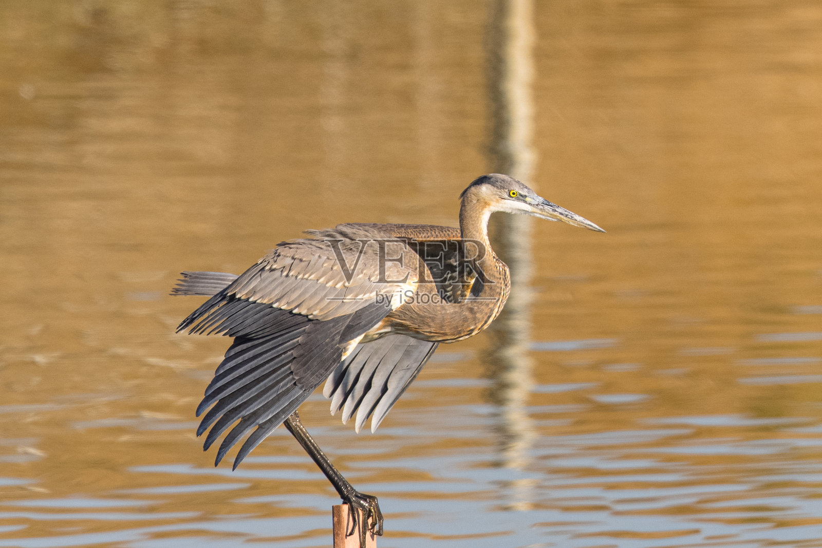 大蓝鹭在美丽的光,看到在北加州沼泽照片摄影图片