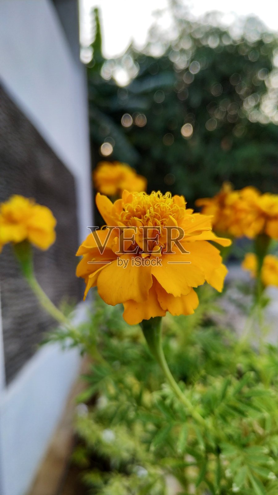 下午盛开黄色的墨西哥金盏花照片摄影图片