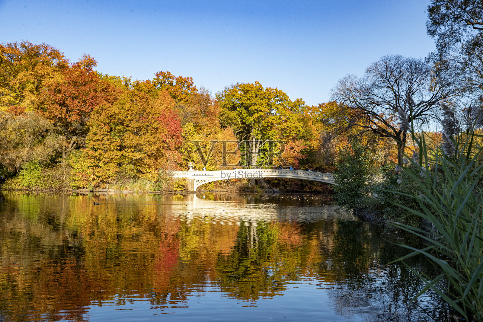 纽约中央公园的池子上映出树木的倒影照片摄影图片