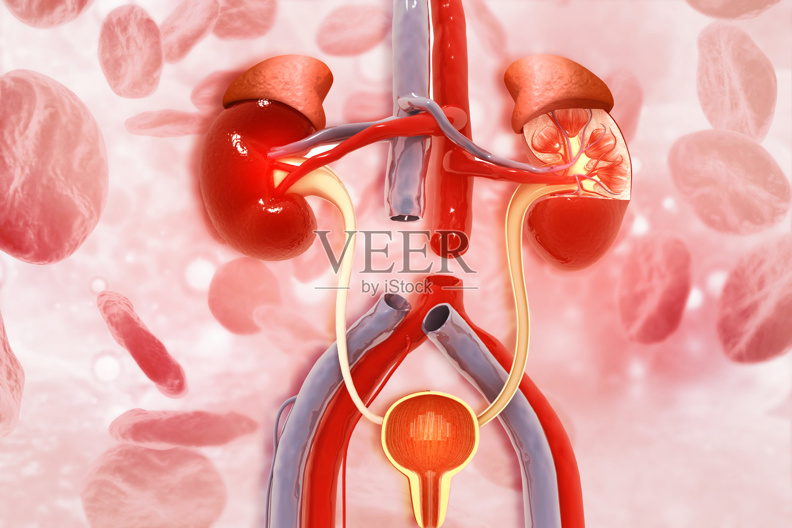 人体肾脏横截面的科学背景。三维演示照片摄影图片
