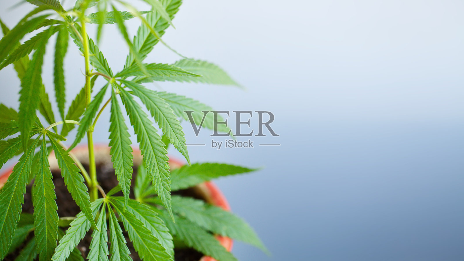 在窗台上的花盆中种植大麻灌木的概念。美丽的背景上的绿叶大麻,复制空间与模糊的背景照片摄影图片