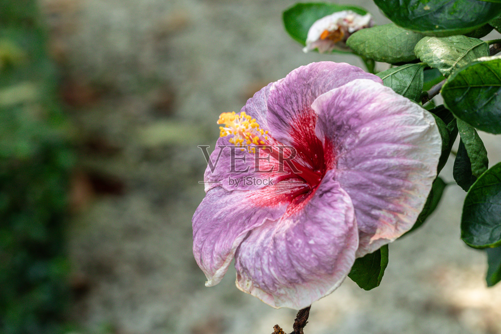 近距离观赏美丽别致的台湾木槿花。花园里的芙蓉花五彩缤纷。照片摄影图片