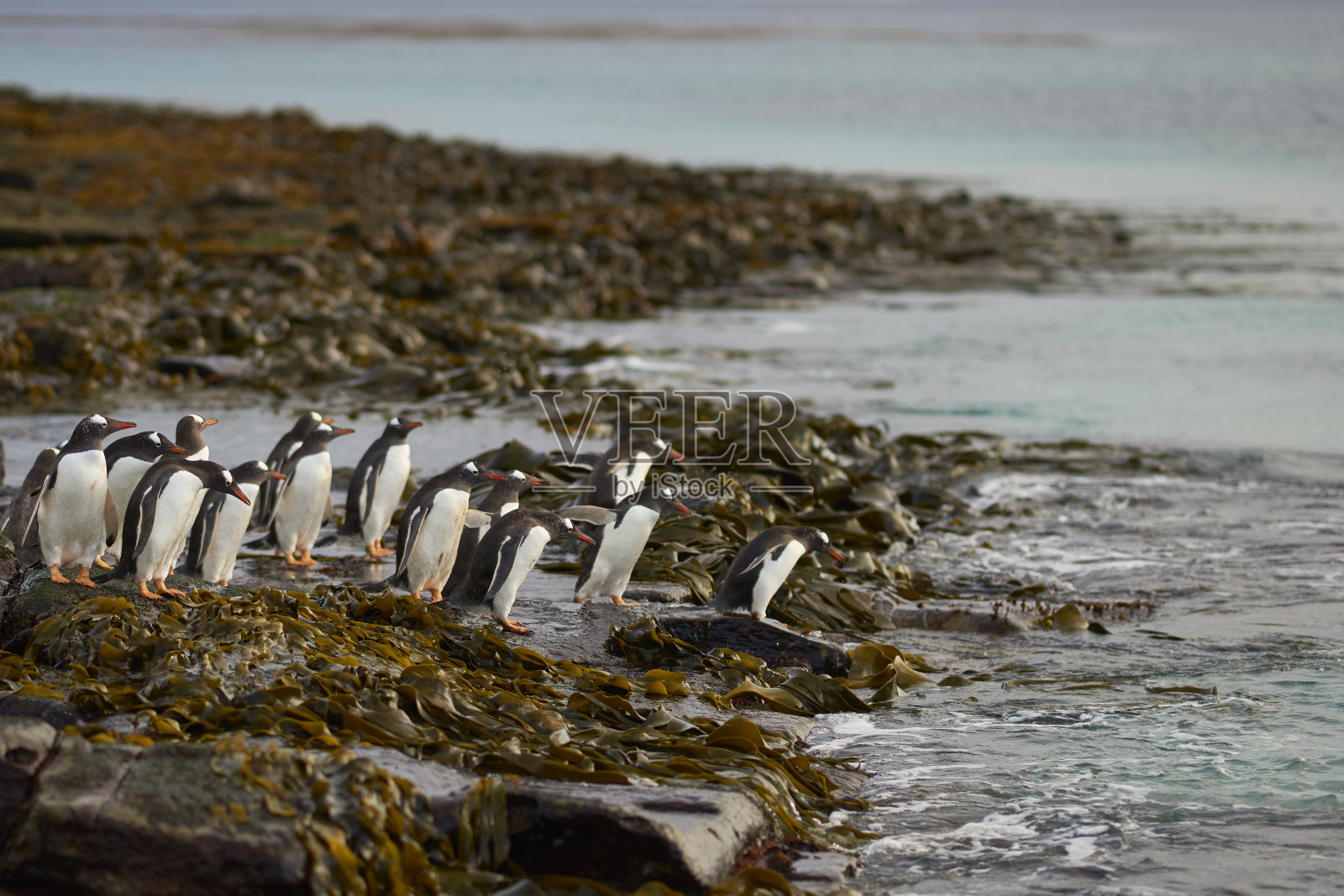 巴布亚企鹅要出海照片摄影图片