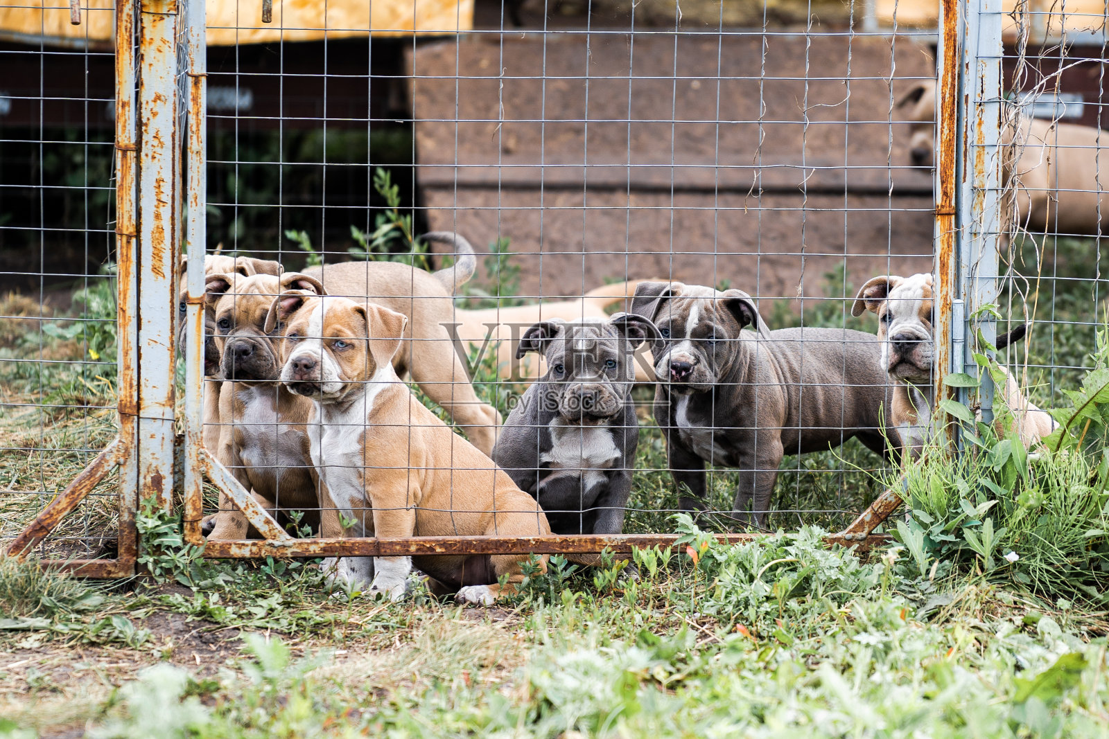 美国斗牛犬,自然肖像。照片摄影图片