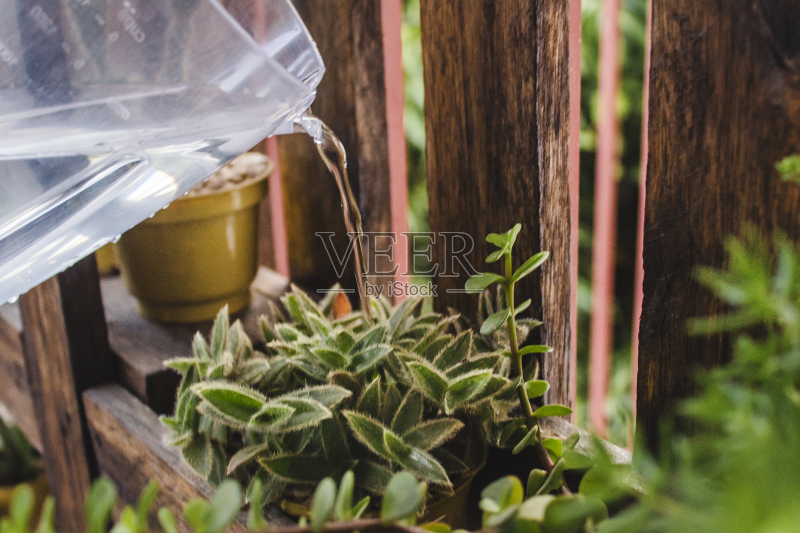 在花园里给小植物浇水的人照片摄影图片