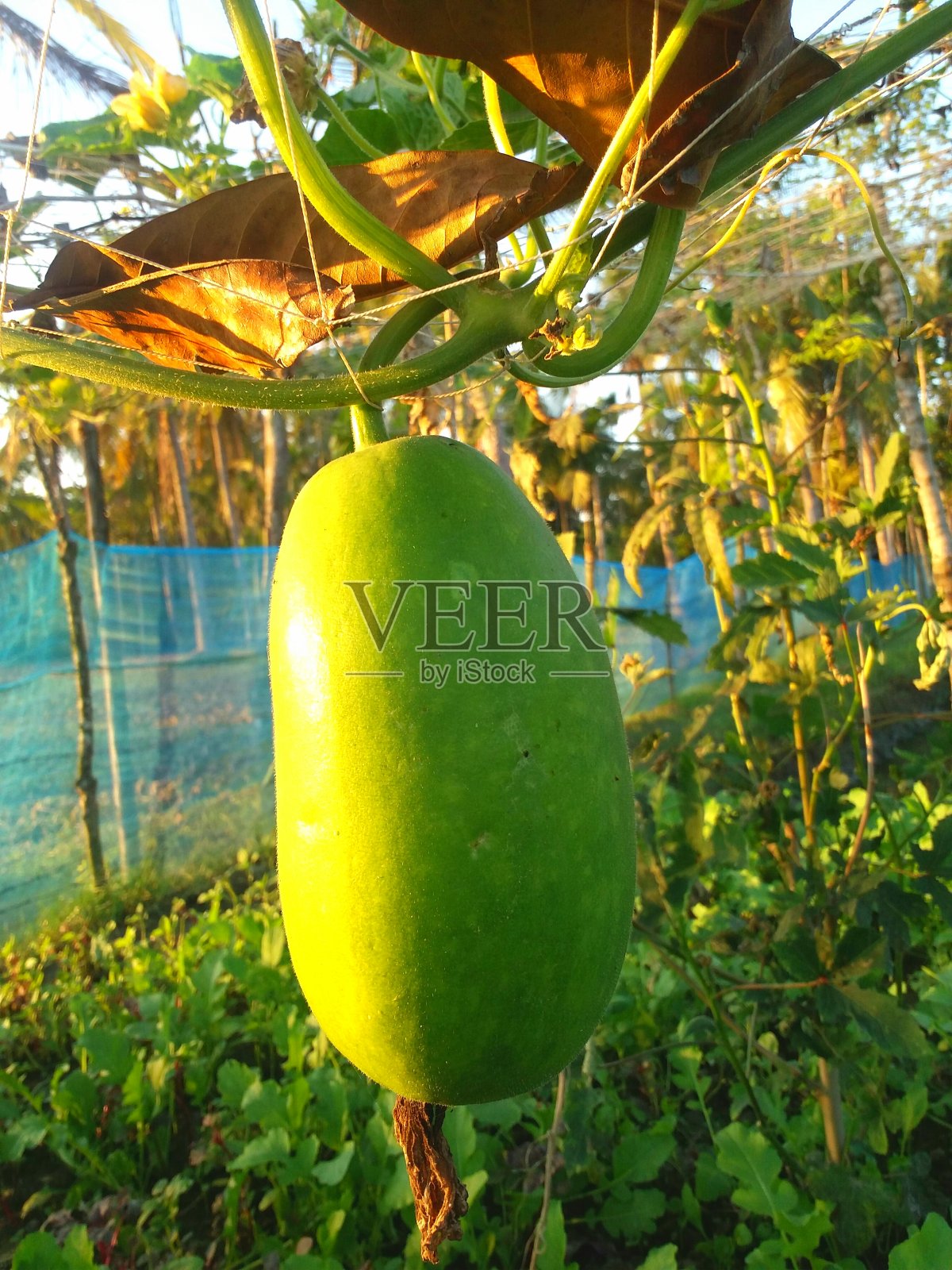 Benincasa(冬瓜)照片摄影图片