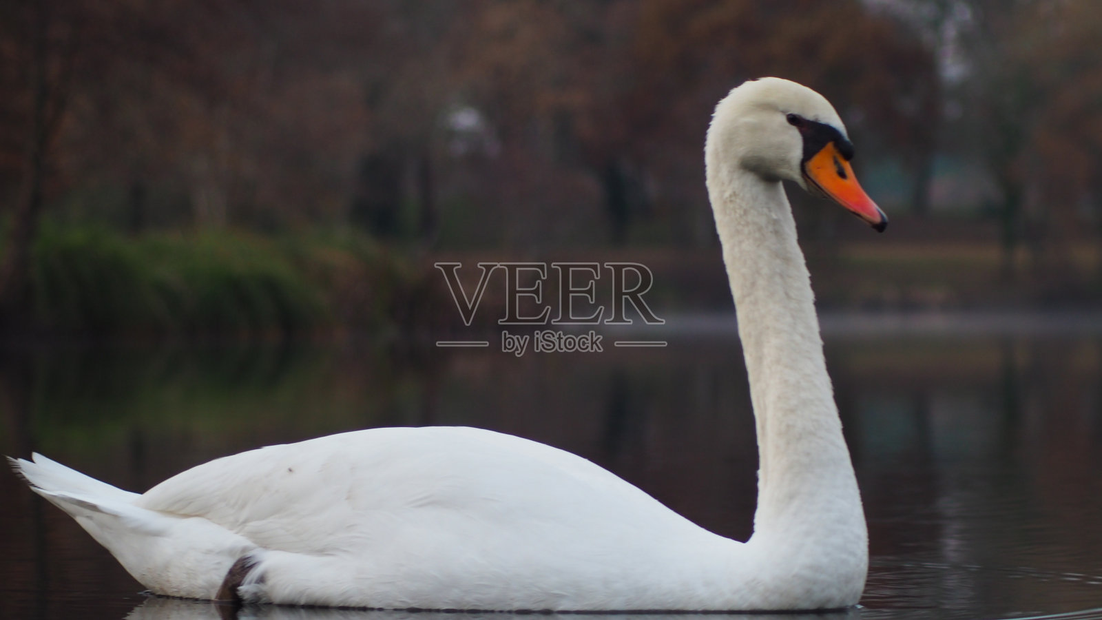 一只天鹅的姿势照片摄影图片