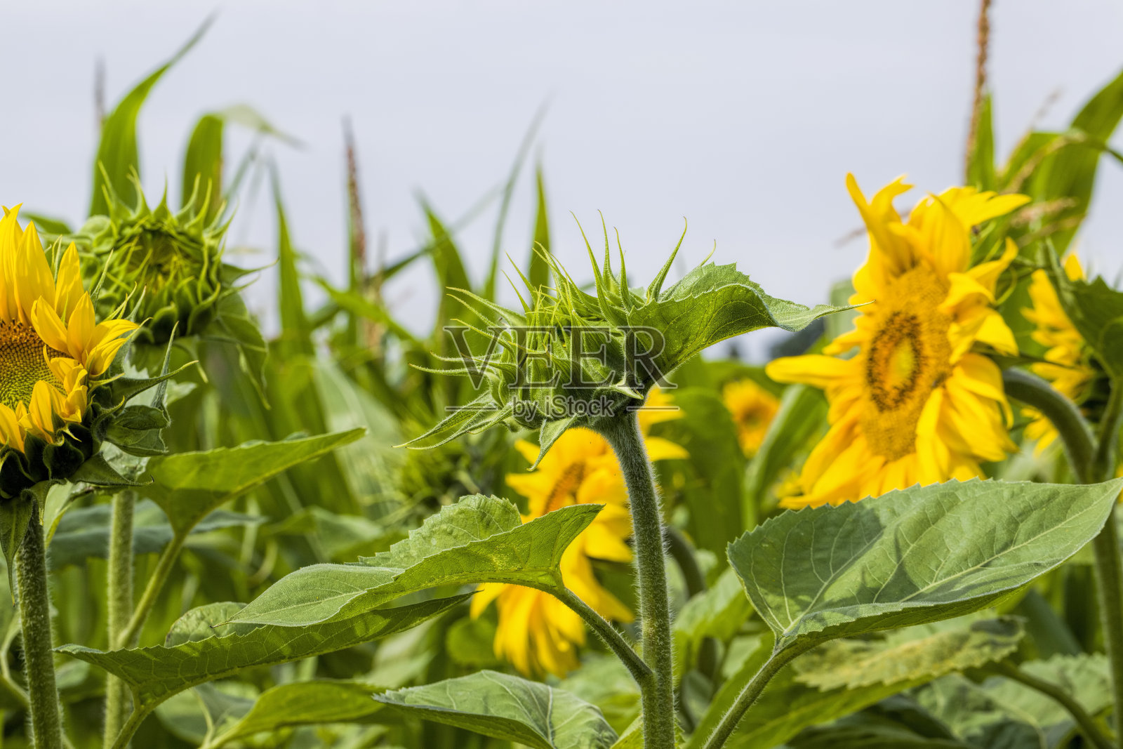 夏天常见的向日葵照片摄影图片