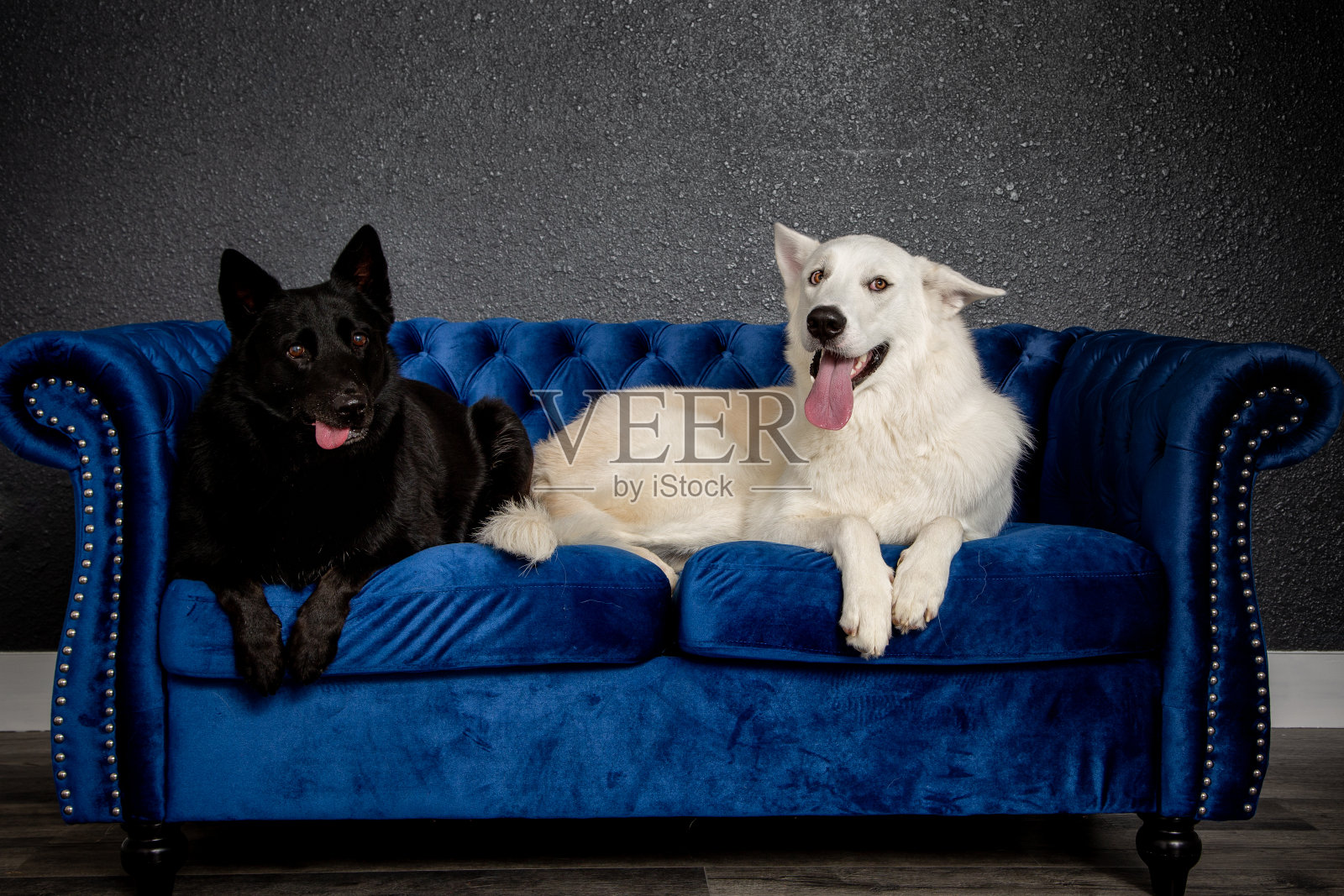 狗照片摄影图片