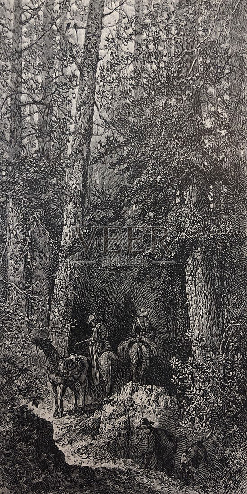 古董插图-男人在马背上进入一个地区与非常高的树木插画图片素材