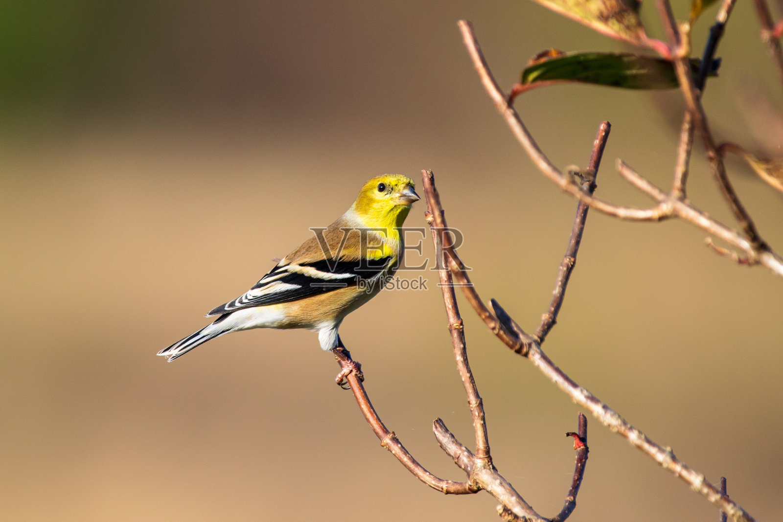 在树枝上的冬色金翅雀照片摄影图片