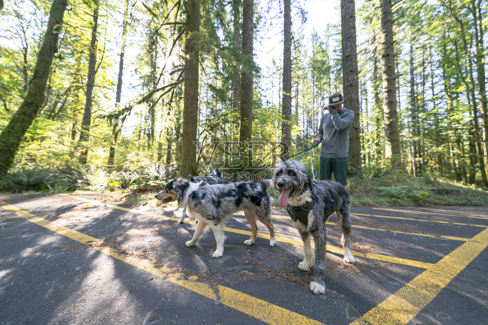 快乐的宠物狗与主人散步照片摄影图片