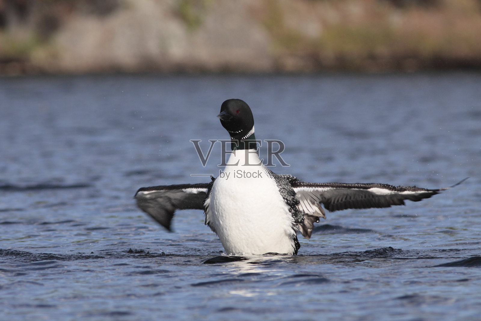 普通潜鸟照片摄影图片