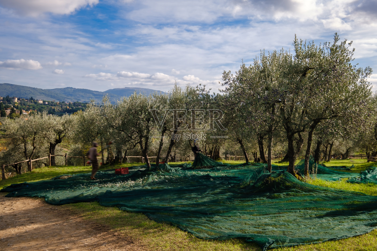 意大利托斯卡纳的一位农民正在收获橄榄照片摄影图片