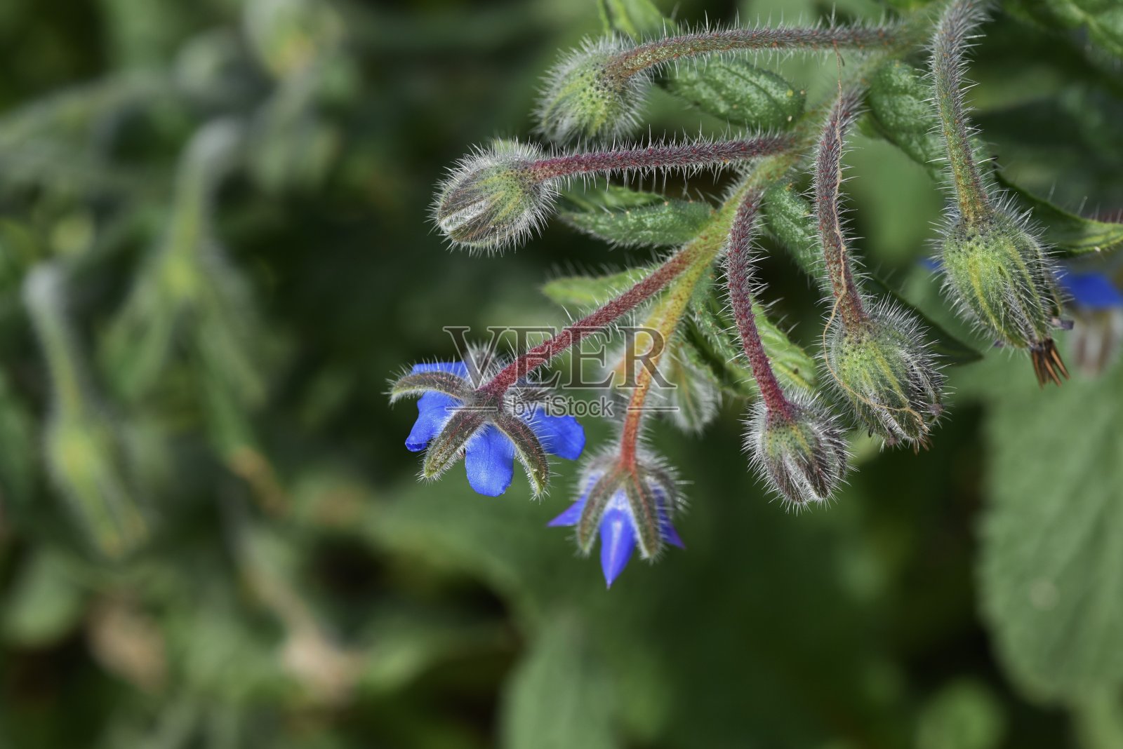 琉璃苣(Borago officinalis)花照片摄影图片