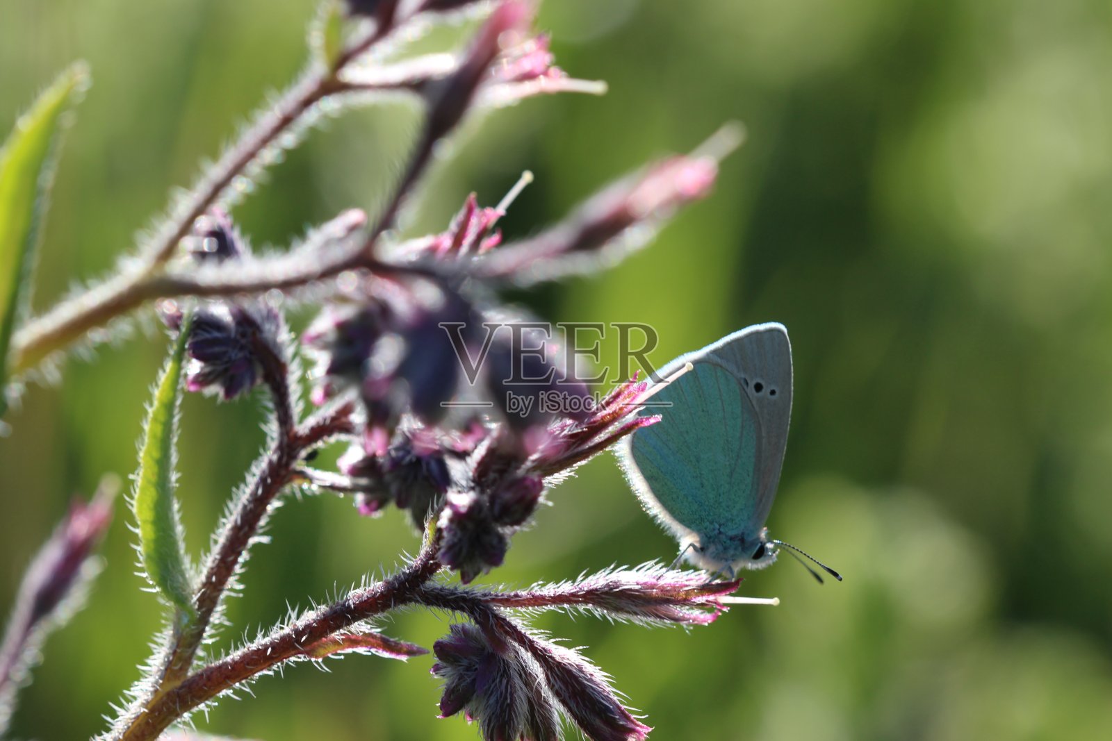 自然色彩的姿态Glaucopsyche alexis蝴蝶在自然生活照片摄影图片