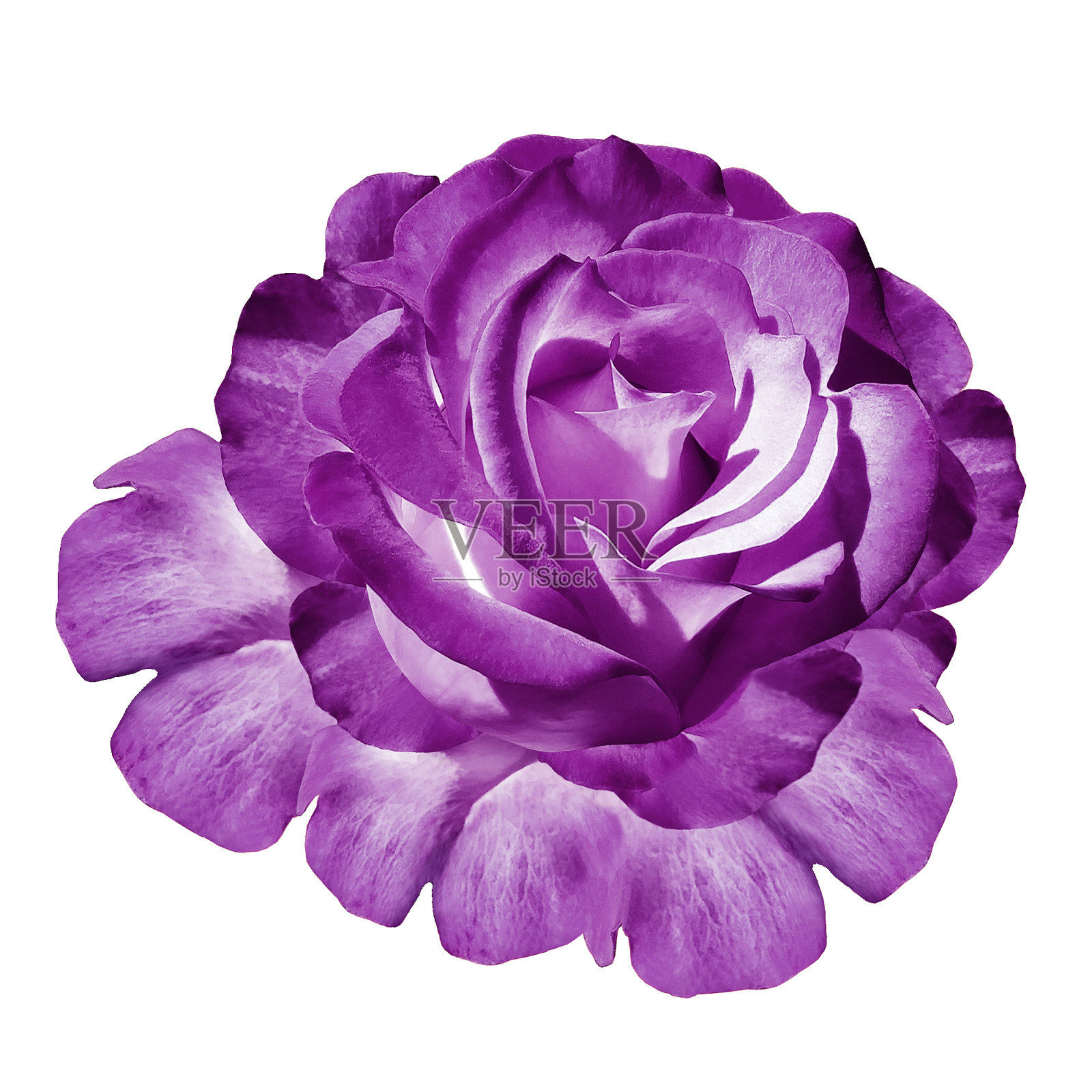 紫色玫瑰花在白色孤立的背景与修剪路径。特写镜头。为设计。大自然。照片摄影图片