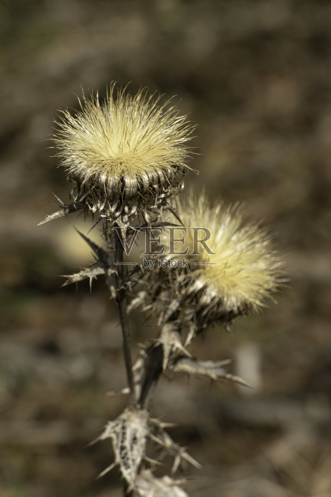 蓟照片摄影图片
