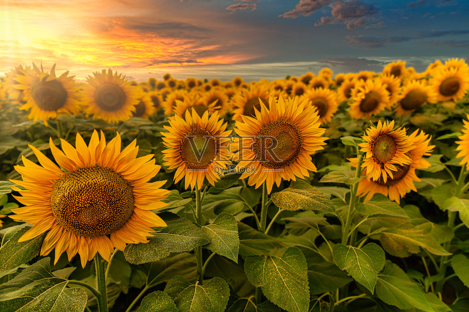 日落与向日葵照片摄影图片