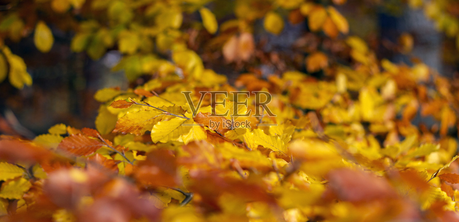 美丽的秋天树叶照片摄影图片