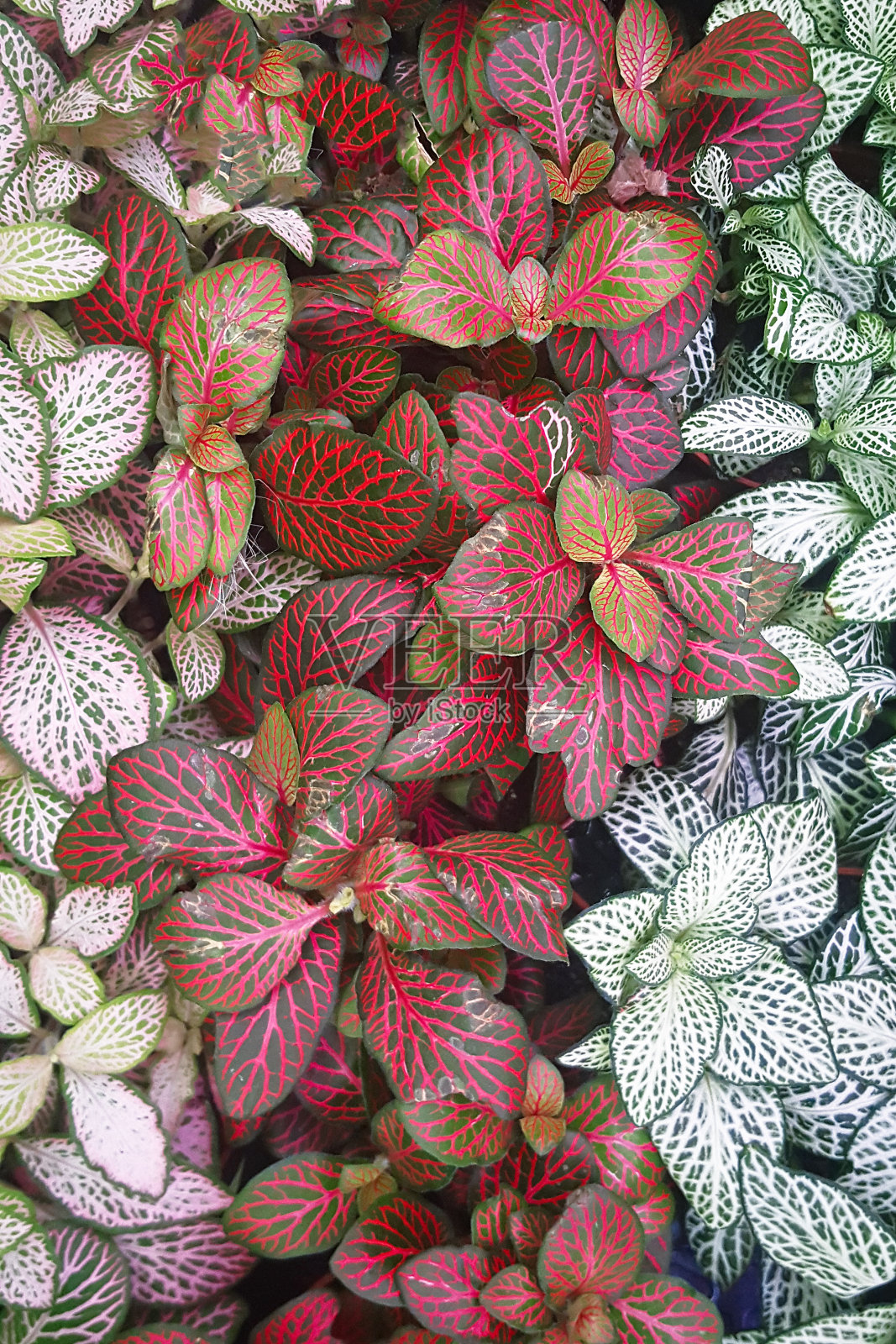 特写白色,绿色和红色的叶子。Fittonia verschaffeltii或Fittonia albivenis植物。俯视图照片摄影图片
