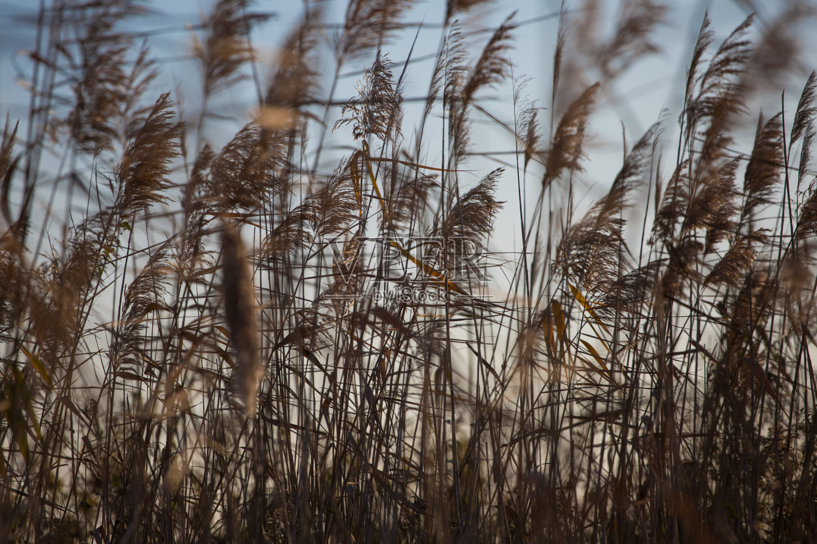 枯藤草地上的秋天日落照片摄影图片
