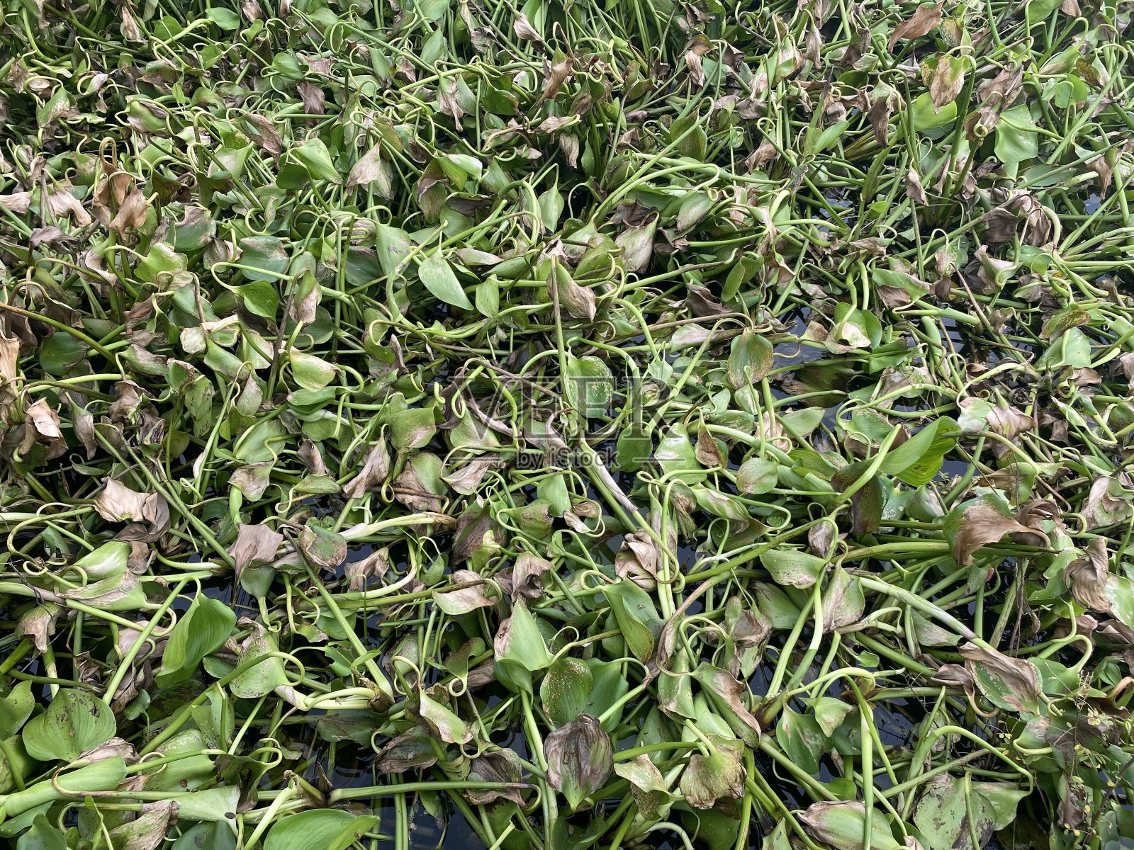 农用干凤眼莲照片摄影图片