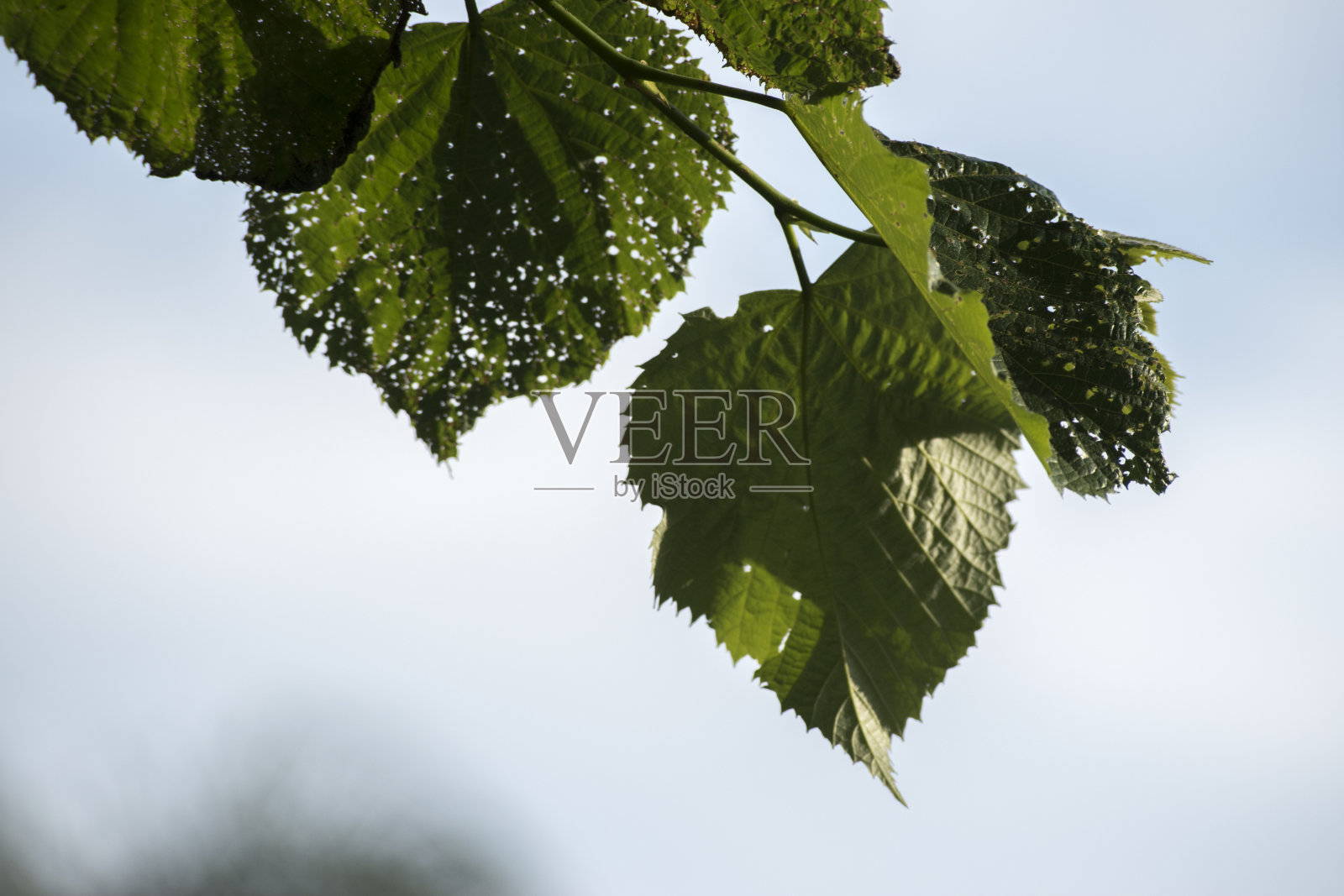 Tilo的叶子照片摄影图片