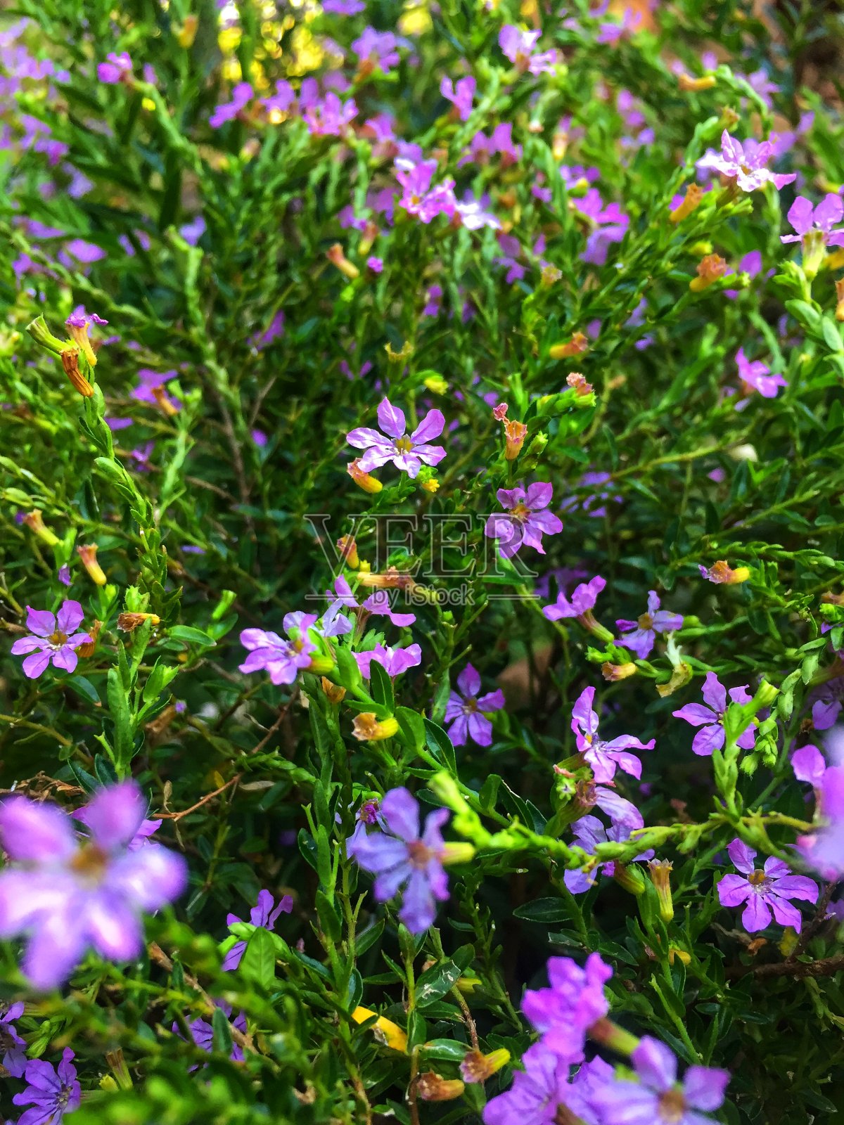 紫色的野花捕捉近与绿色的树枝作为大多数的背景照片摄影图片