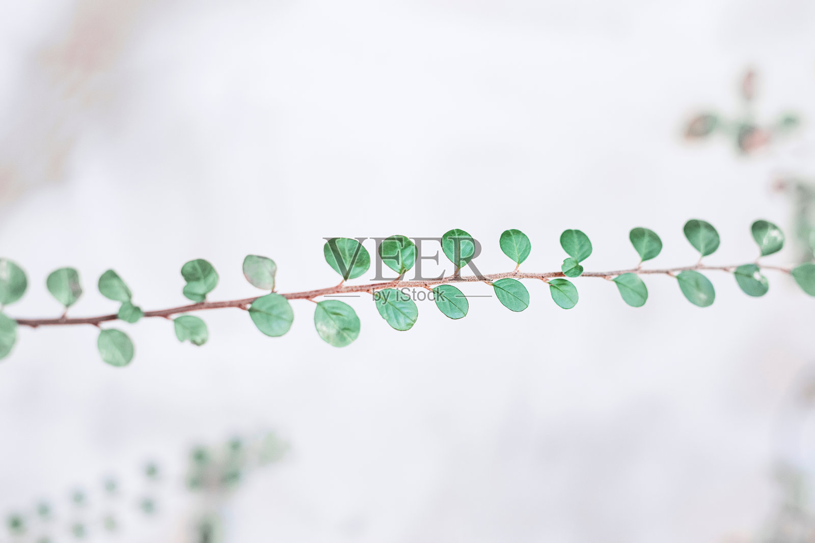 绿色的小树叶照片摄影图片