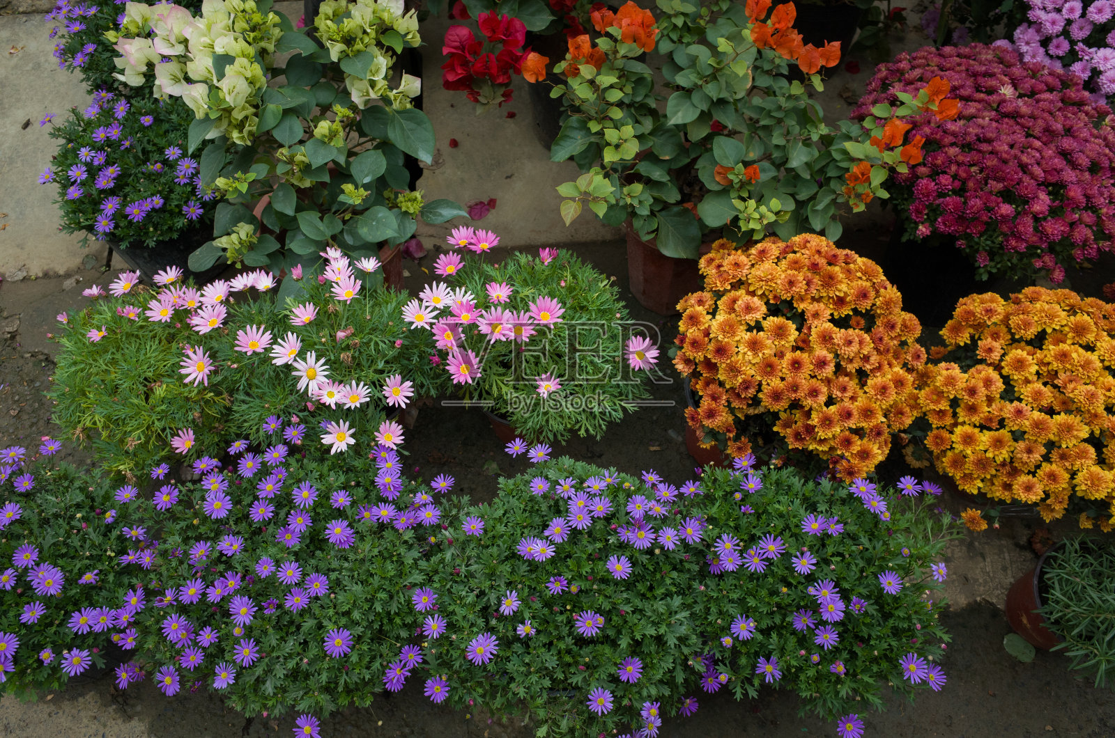出售秋花花盆。菊花丛和花盆里的九重葛花。照片摄影图片