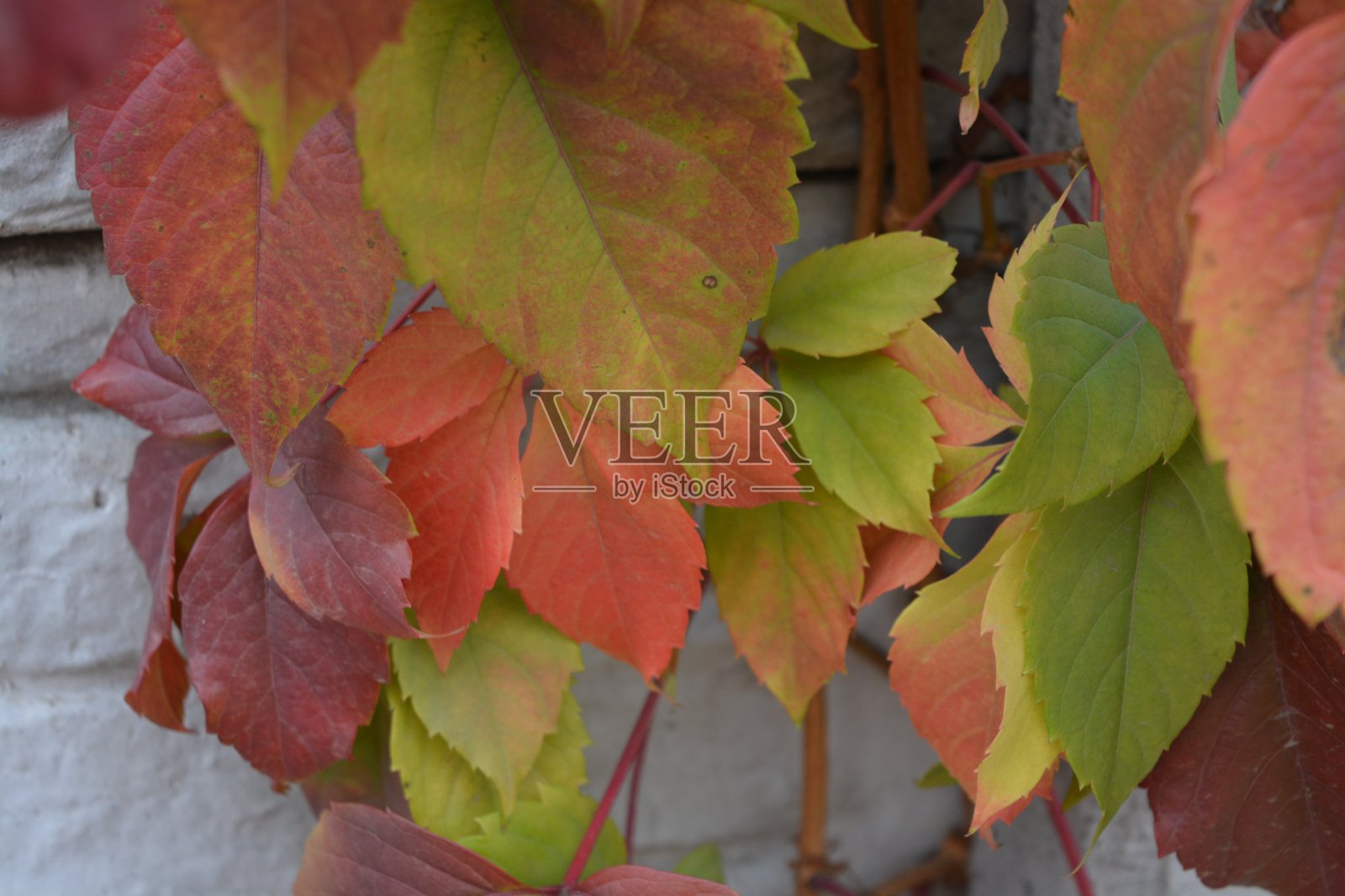 色彩鲜艳的秋叶生长在白色的混凝土石墙上。红色、黄色、绿色、棕色的叶子随机地排列在秋天的背景上。照片摄影图片